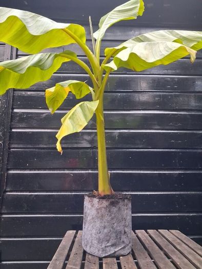 "Musa Basjo " banana tree