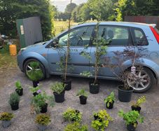 clearance of 15 shrubs and 4 trees