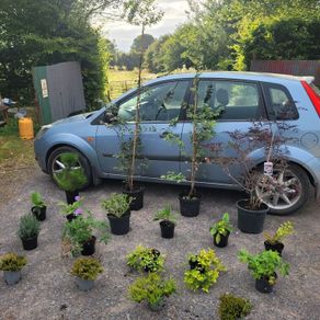 clearance of 15 shrubs and 4 trees