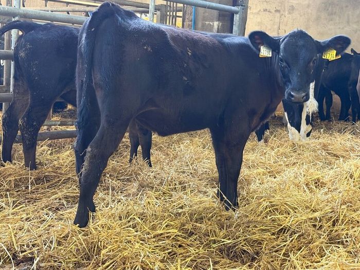 31 Properly Well Fed Calves