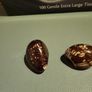 Tagua nuts Image 2
