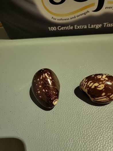 Tagua nuts