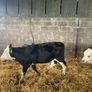 Weanlings Hereford Calves Image 8