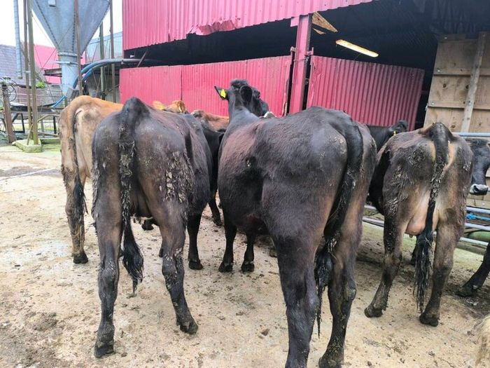 1st lactation cows