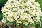 (C) Summer Chrysanthemum White Stars seeds 0.1g (415397)