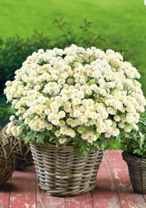 (C) Summer Chrysanthemum White Stars seeds 0.1g (415397)