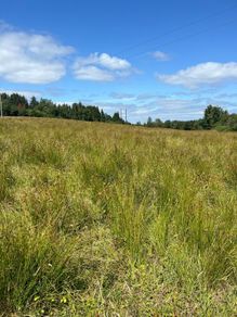 Ground suitable to cut and bale for bedding