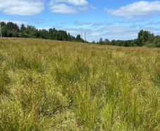 Ground suitable to cut and bale for bedding