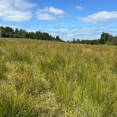 Ground suitable to cut and bale for bedding