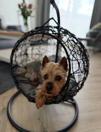 Egg chair for cat/dog
