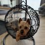Egg chair for cat/dog Image 2