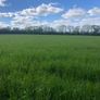 Silage Image 2