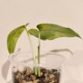 No.11 Monstera Siltepecana Variegated Image 4