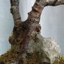 Bonsai tree ( birch) Image 4