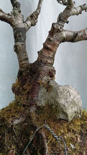 Bonsai tree ( birch)