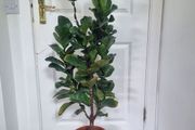 Ficus Lyrata Bambino