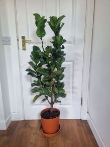 Ficus Lyrata Bambino