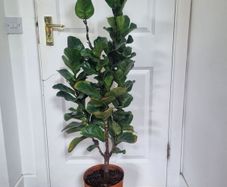 Ficus Lyrata Bambino