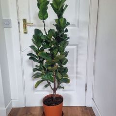 Ficus Lyrata Bambino