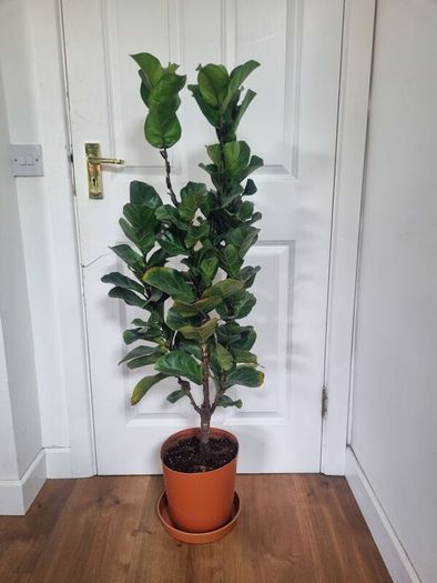 Ficus Lyrata Bambino