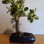 Bonsai Easy Care Indoor #1 Image 2