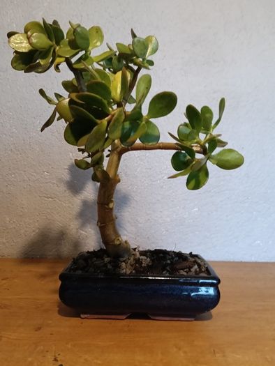 Bonsai Easy Care Indoor #1