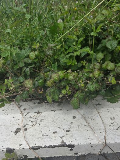 A wild garden