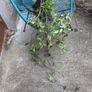 Plants - Clematis Montana Image 2