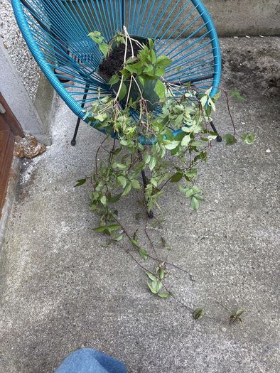 Plants - Clematis Montana
