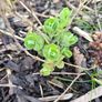 Sedum Autumn - Garden flowers Image 5