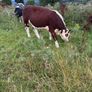 Breeding or beef Heifer Image 9