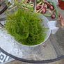 aquarium plants Image 4