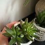 plant Image 2