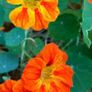 Nasturtium seedlings Image 5