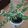 Plant Image 2