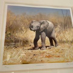 Elephant print PIP McGarry