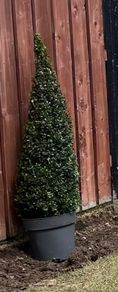 Buxus Plants