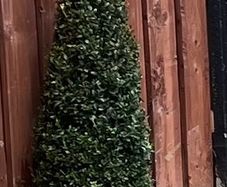 Buxus Plants