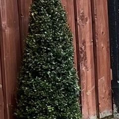 Buxus Plants
