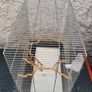 bird cage Image 4