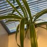 spider plant in ceramic pot Image 2