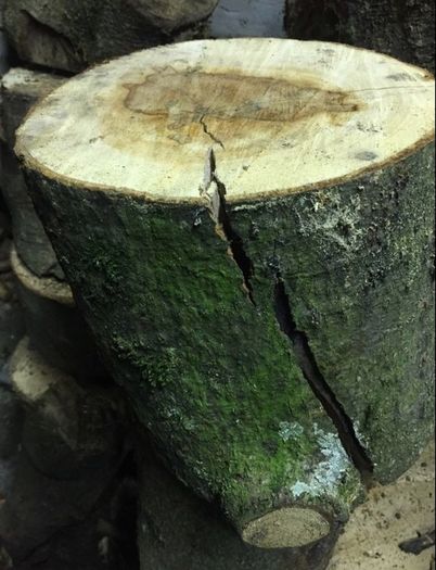 Firewood logs