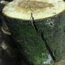 Firewood logs Image 10