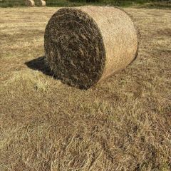 Hay