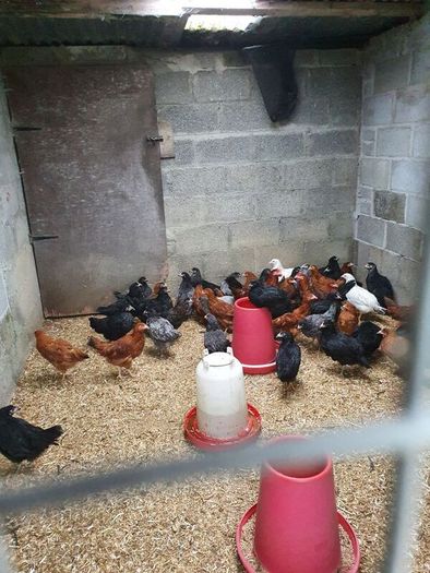 Pullets/hens/roosters/point of lay/