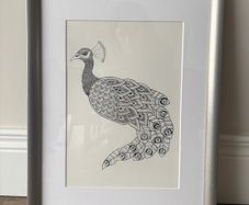 Peacock print in frame