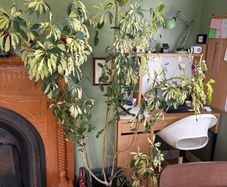 Free Large House Plant - With own pot
