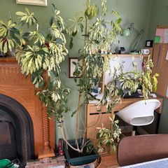 Free Large House Plant - With own pot