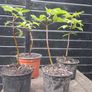 Sweet chestnut trees Image 8
