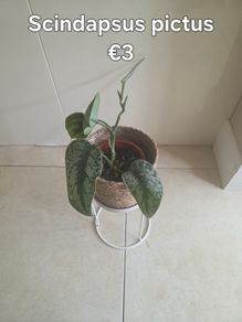 plants